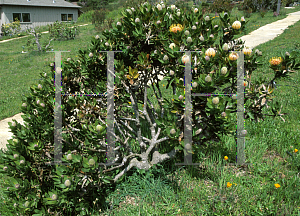 Picture of Leucospermum glabrum 