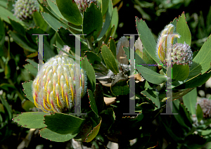 Picture of Leucospermum glabrum 