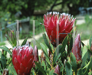 Picture of Protea repens x aurea 'Clarks Red'