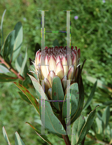 Picture of Protea magnifica x susannae 'Susara'