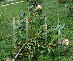 Picture of Protea magnifica x susannae 'Susara'