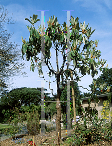 Picture of Rhododendron protistum ssp. grandia 