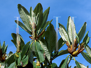 Picture of Rhododendron protistum ssp. grandia 