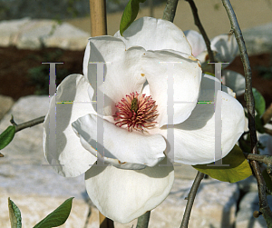 Picture of Magnolia x 'Iolanthe'