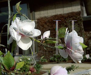 Picture of Magnolia x 'Iolanthe'