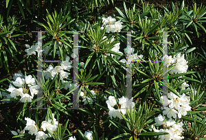 Picture of Rhododendron hyperythrum 