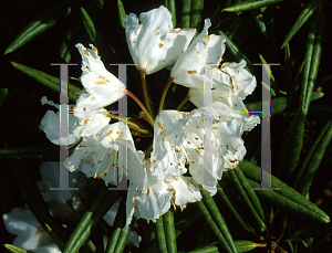 Picture of Rhododendron hyperythrum 