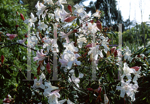 Picture of Rhododendron ciliicalyx 'Fosterianum'
