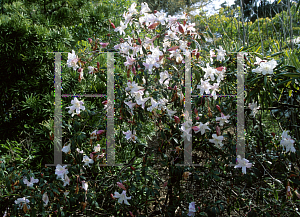 Picture of Rhododendron ciliicalyx 'Fosterianum'