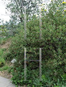 Picture of Arctostaphylos stanfordiana ssp. bakeri 'Louis Edmunds'