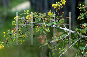 Picture of Mahonia nevinii 