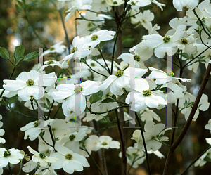 Picture of Cornus florida 'Weaver's White'