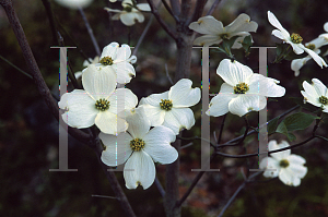 Picture of Cornus florida 'Weaver's White'