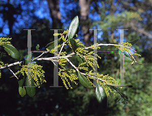 Picture of Quercus laurifolia 