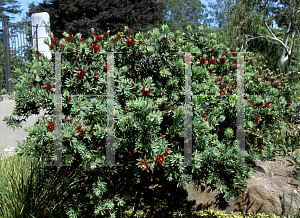 Picture of Callistemon  'Little John'