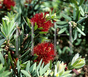 Picture of Callistemon  'Little John'