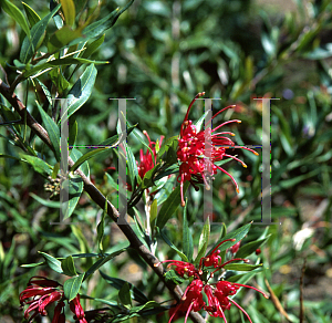 Picture of Grevillea x 'Ruby Clusters'