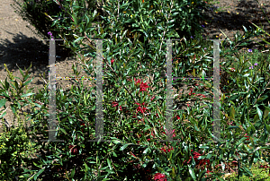 Picture of Grevillea x 'Ruby Clusters'