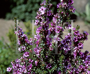 Picture of Bauera sessiliflora 