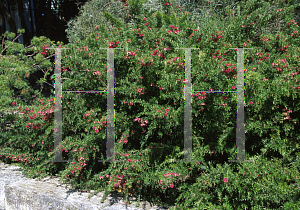 Picture of Grevillea rosmarinifolia 