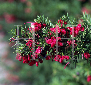 Picture of Grevillea rosmarinifolia 