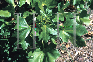 Picture of Lavatera assurgentiflora 