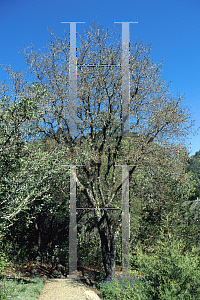 Picture of Quercus lobata 