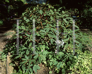 Picture of Rhododendron x 'Sir Charles Lemon'