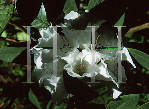 Picture of Rhododendron x 'Sir Charles Lemon'