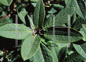 Picture of Rhododendron x 'Sir Charles Lemon'