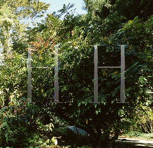 Picture of Mahonia siamensis 