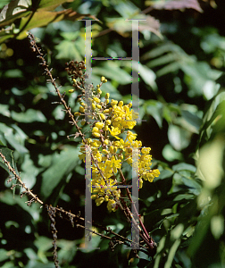 Picture of Mahonia siamensis 