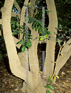 Picture of Mahonia siamensis 