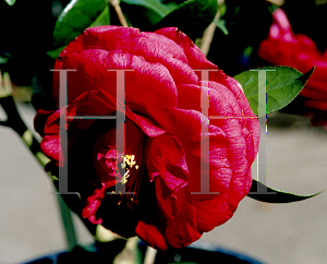 Picture of Camellia japonica 'Julia Drayton'