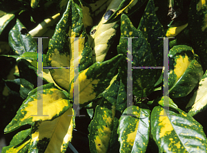 Picture of Aucuba japonica 'Picturata'