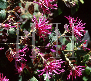 Picture of Loropetalum chinense 'Sizzling Pink'