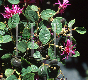 Picture of Loropetalum chinense 'Razzleberry'