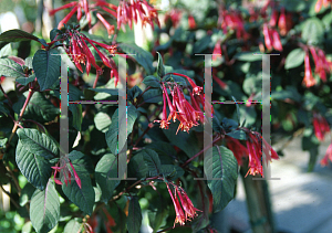 Picture of Fuchsia triphylla 'Gartenmeister Bonstedt'