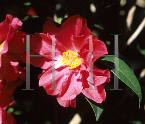 Picture of Camellia japonica 'Carol Delight'