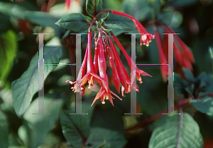 Picture of Fuchsia triphylla 'Gartenmeister Bonstedt'