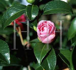 Picture of Camellia japonica 'Pink Parade'
