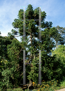 Picture of Araucaria angustifolia 