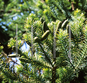 Picture of Araucaria angustifolia 