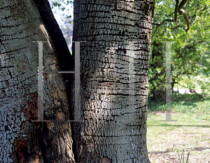 Picture of Cryptocarya rubra 