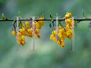 Picture of Berberis darwinii 