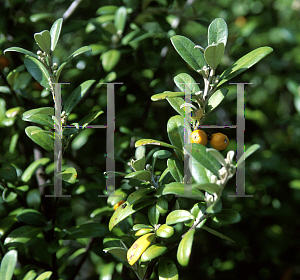 Picture of Corokia x virgata 'Yellow Wonder'