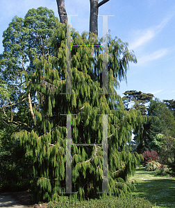 Picture of Dacrydium cupressinum 