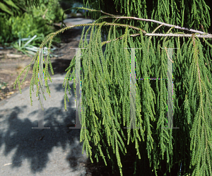 Picture of Dacrydium cupressinum 