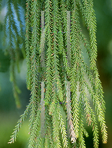 Picture of Dacrydium cupressinum 