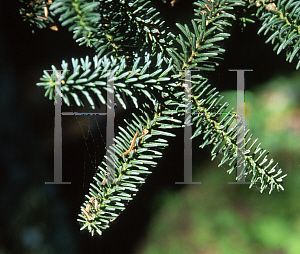 Picture of Abies pinsapo 